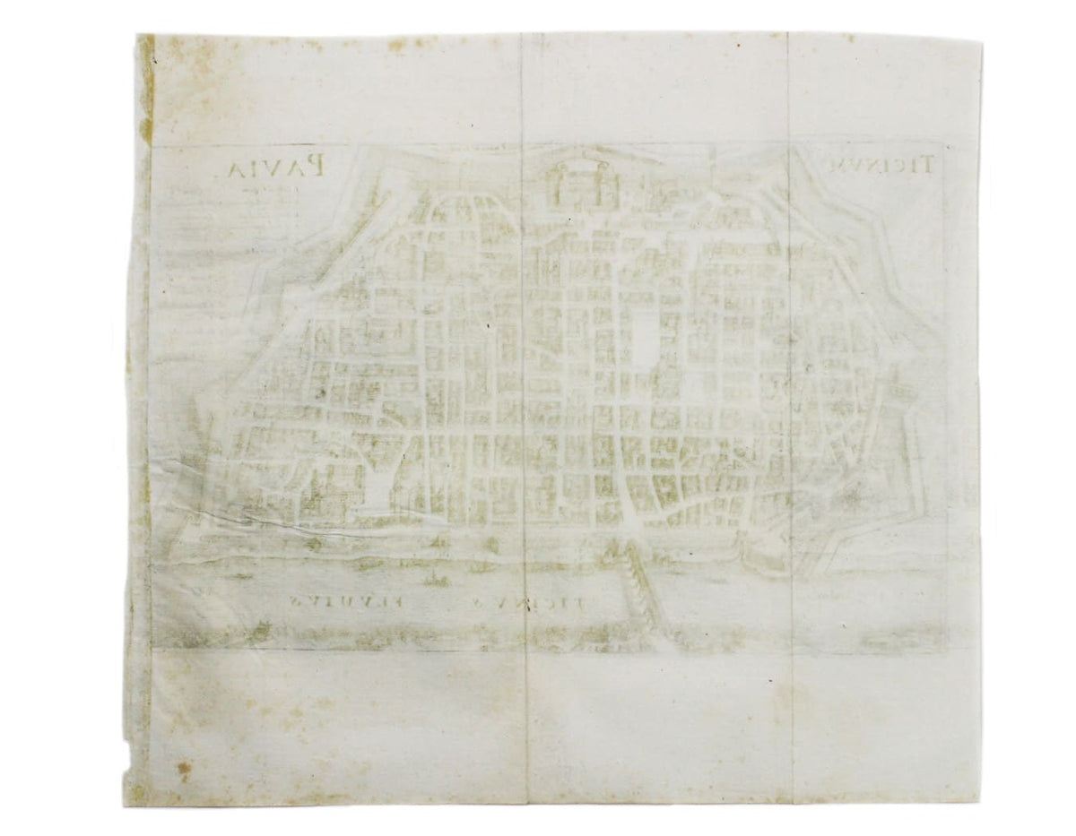 Merian’s Pavia