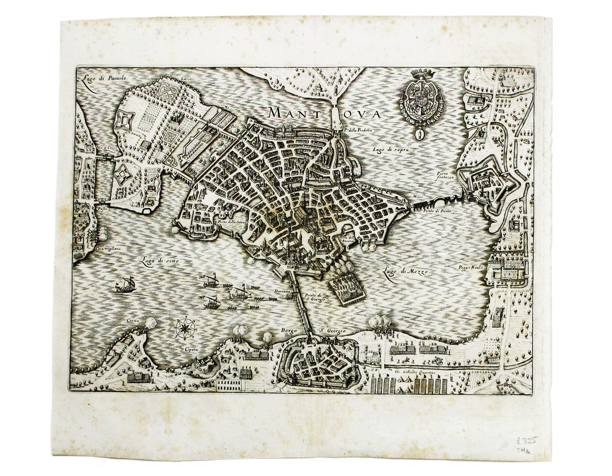 Merian’s Mantua