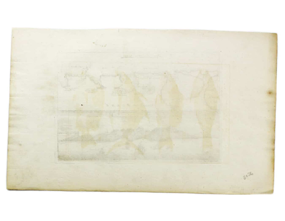 Münster’s Map of Belgrade